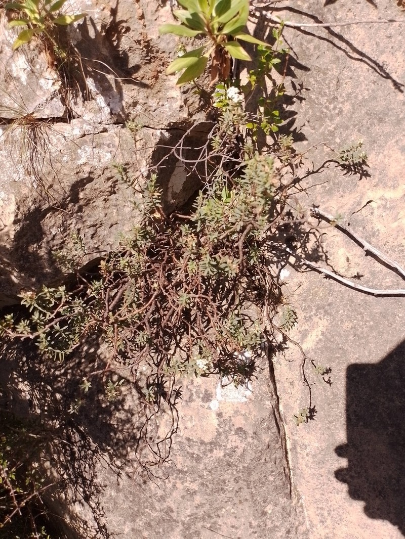Pimelea declivis photo 4