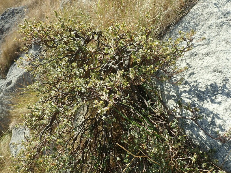 Pimelea declivis photo 5