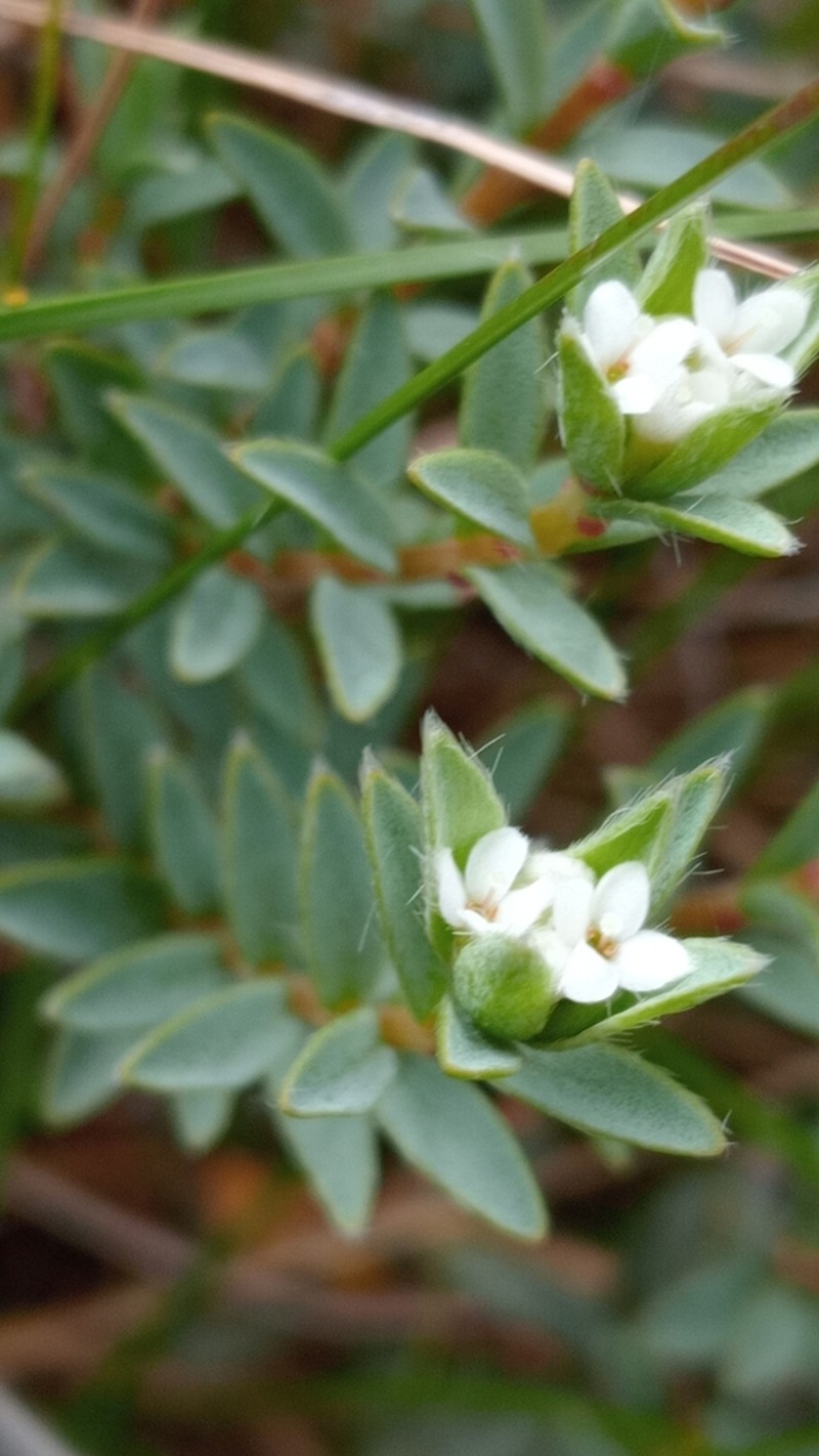 Pimelea declivis photo 6