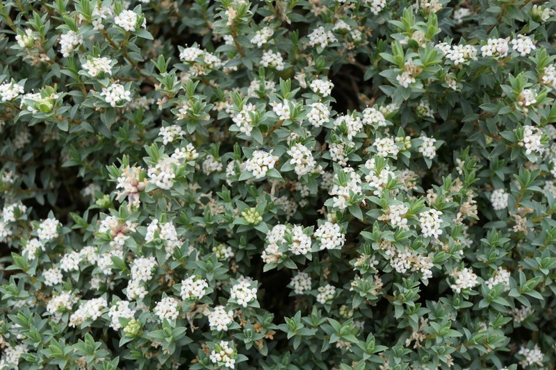Pimelea declivis photo 7