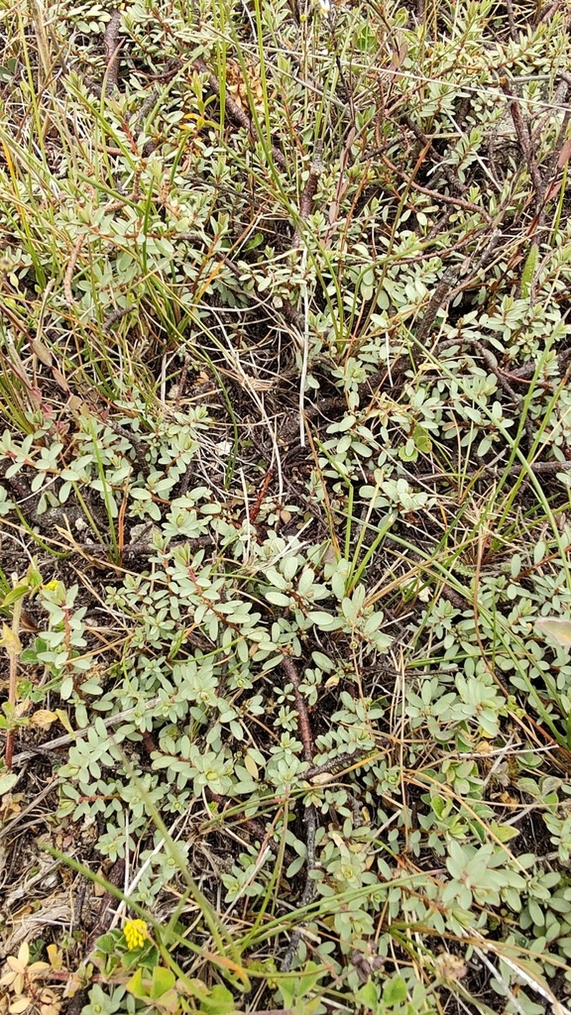 Pimelea declivis photo 8