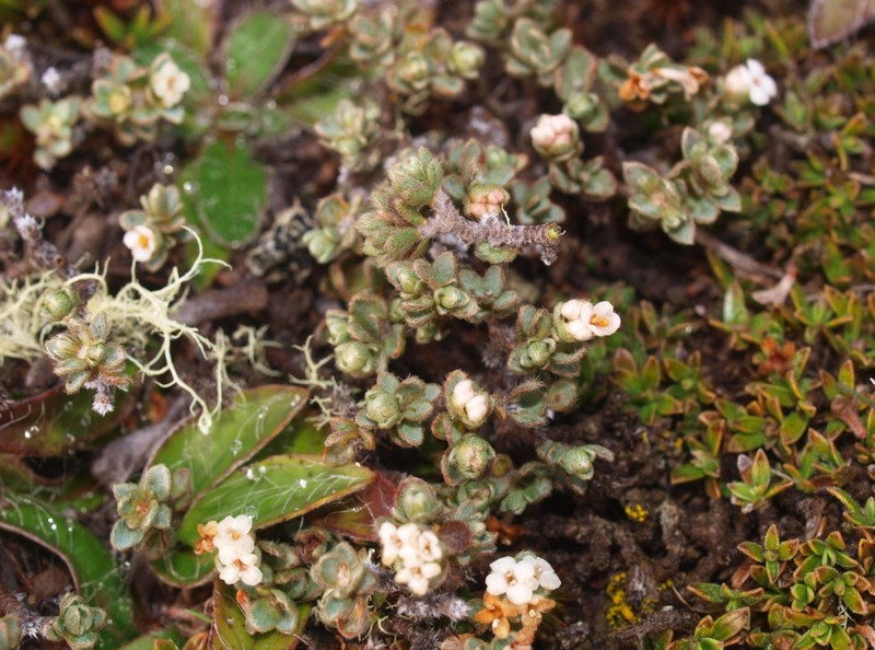 Pimelea dura