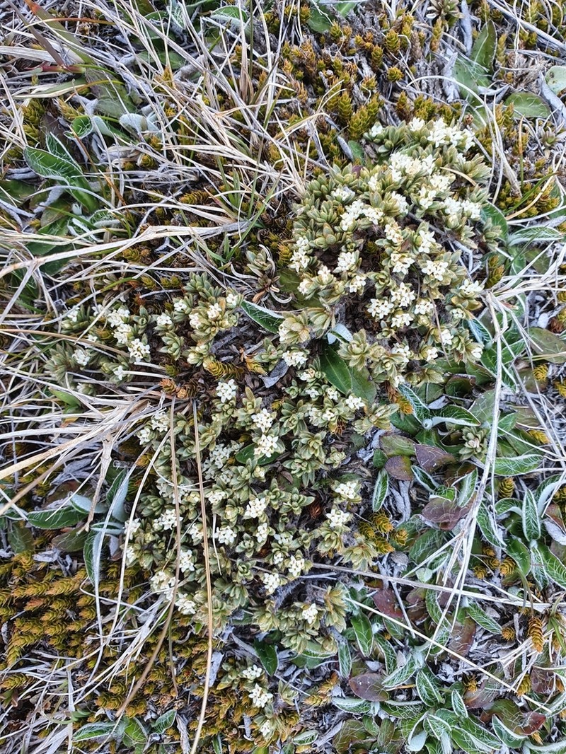 Pimelea dura photo 2