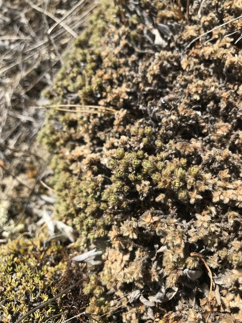 Pimelea dura photo 4
