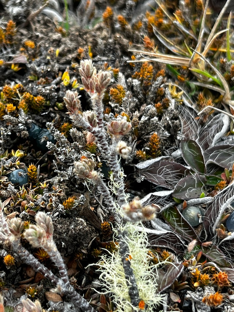 Pimelea dura photo 5