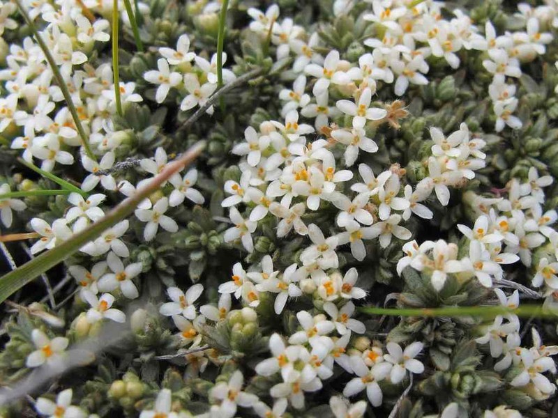 Pimelea dura photo 6