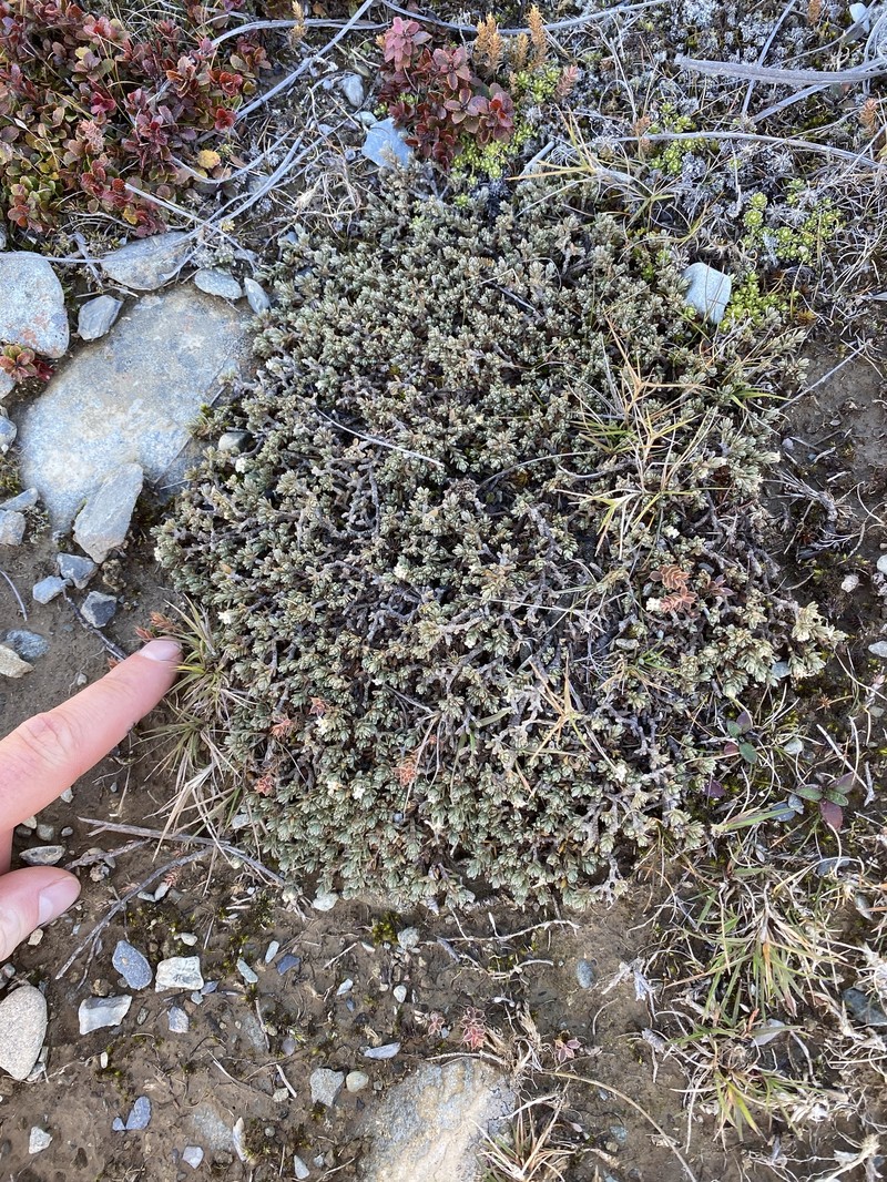 Pimelea dura photo 7