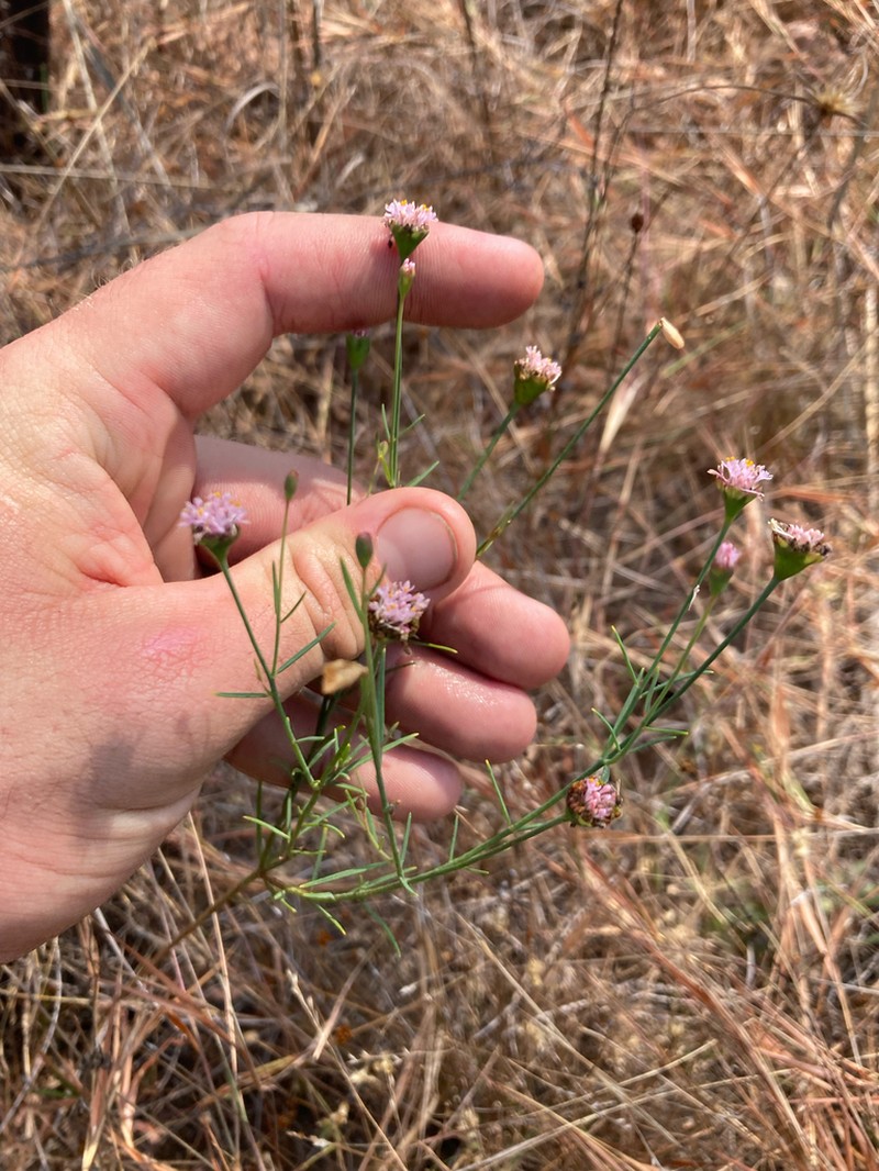 Pimelea filifolia photo 2