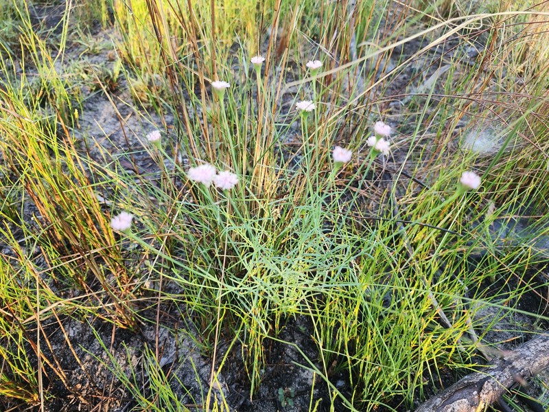 Pimelea filifolia photo 3