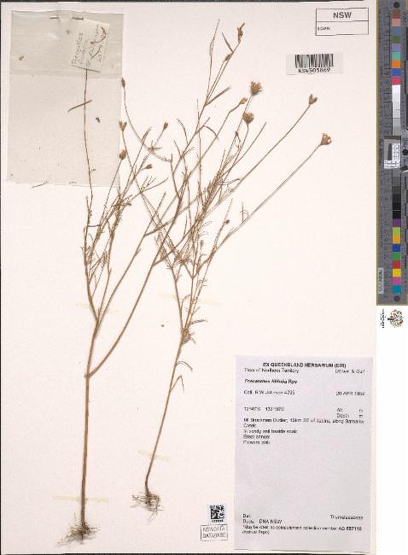 Pimelea filifolia photo 4