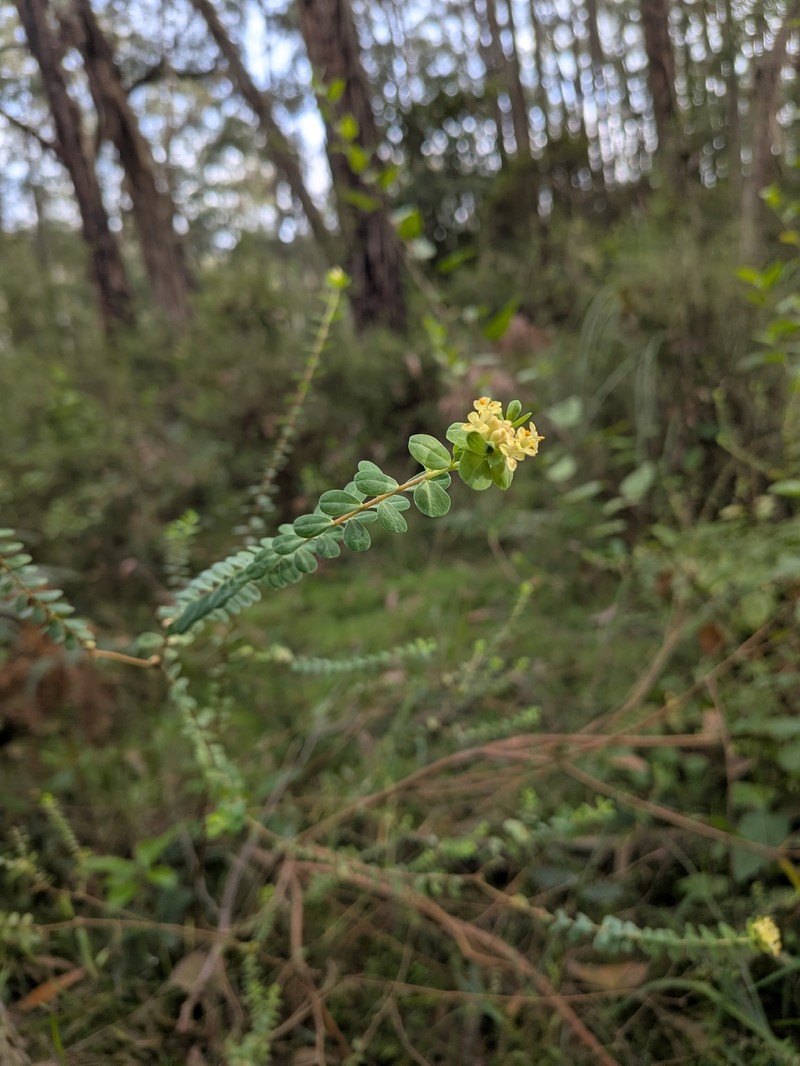 Pimelea flava subsp. flava