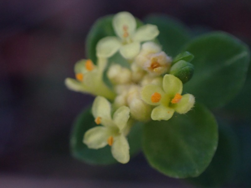 Pimelea flava subsp. flava photo 4