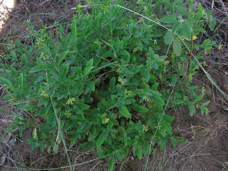 Pimelea fugiens