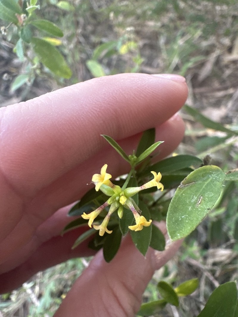Pimelea fugiens photo 2