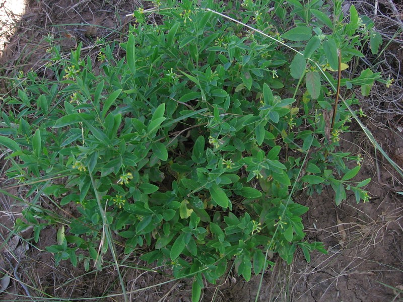Pimelea fugiens photo 4