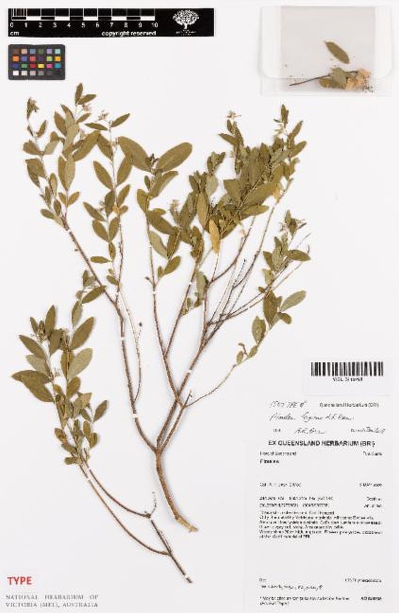 Pimelea fugiens photo 5