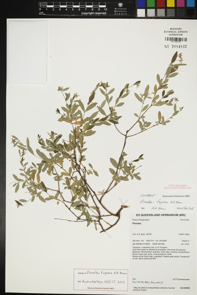 Pimelea fugiens photo 6