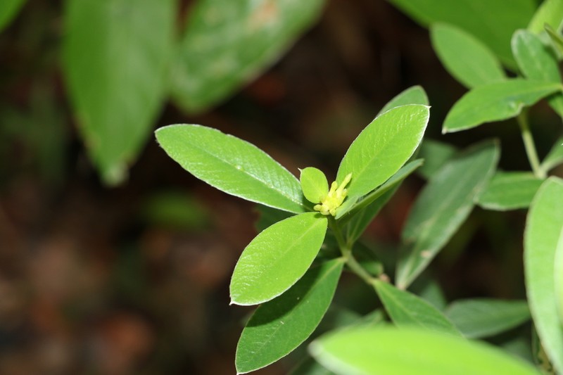 Pimelea gigandra photo 2