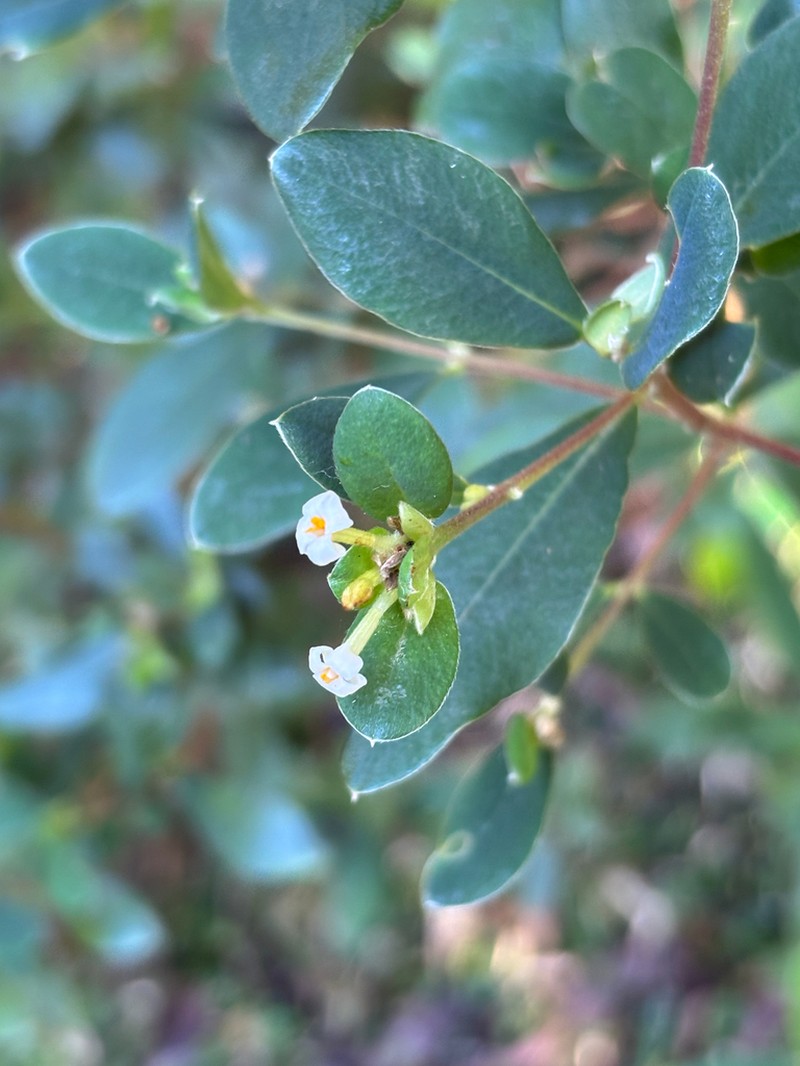 Pimelea gigandra photo 3