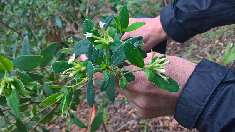 Pimelea gigandra photo 4