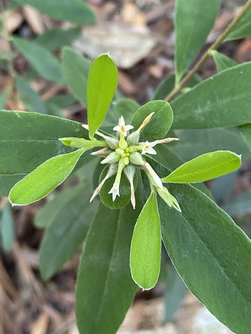 Pimelea gigandra photo 5