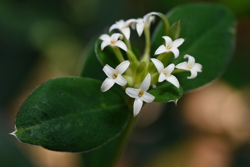 Pimelea gigandra photo 6
