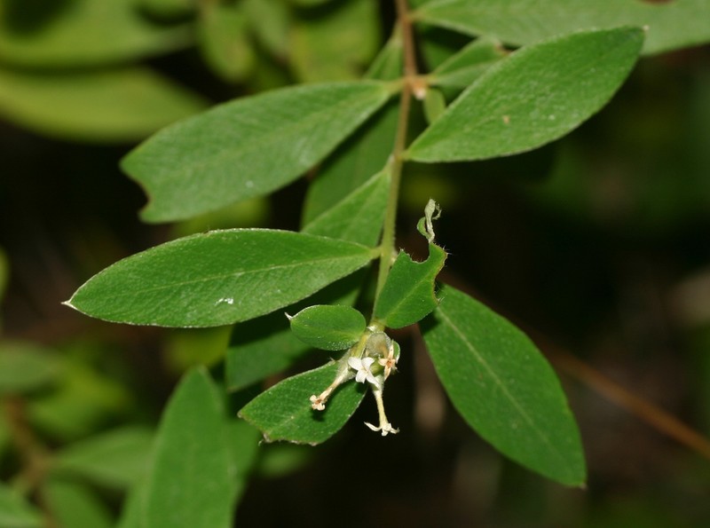 Pimelea gigandra photo 7