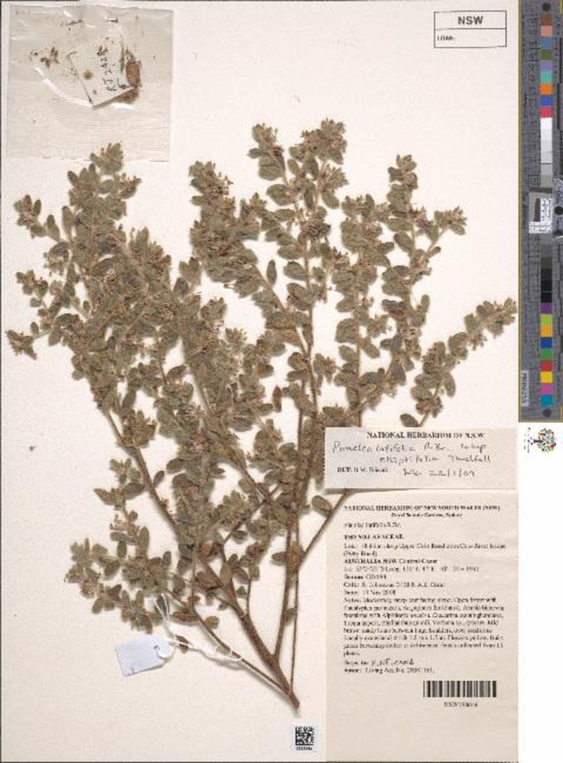 Pimelea hirsuta subsp. elliptifolia