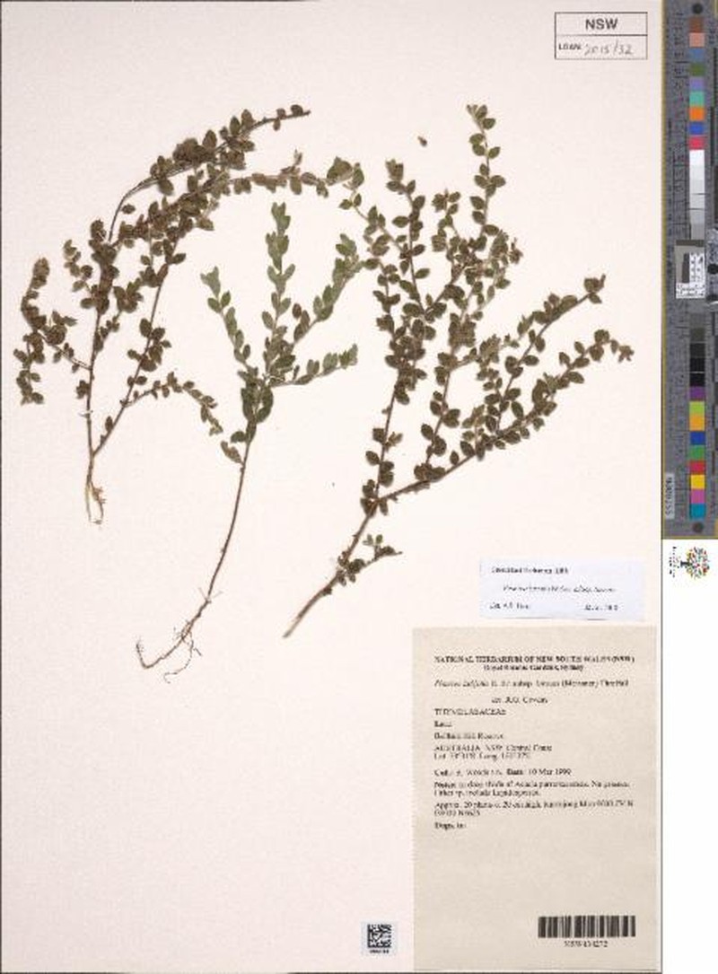 Pimelea hirsuta subsp. hirsuta