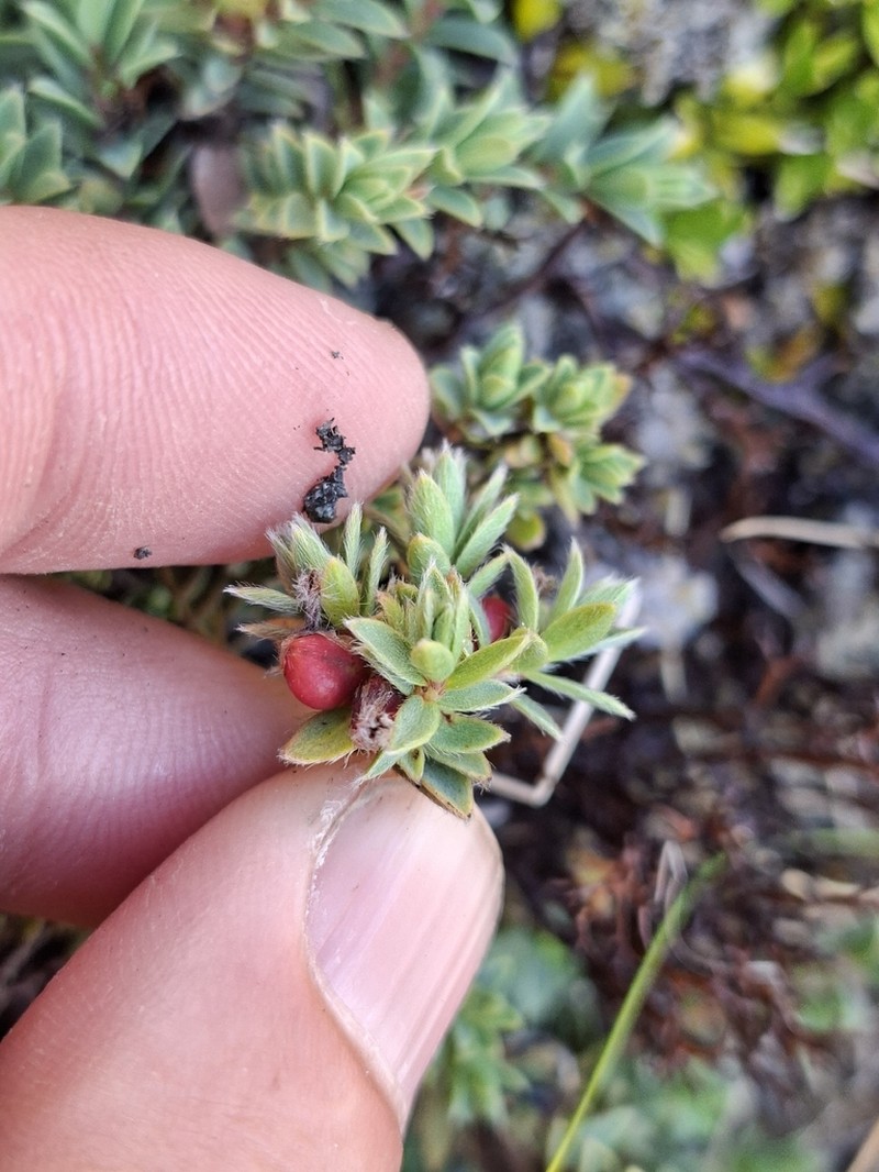 Pimelea hirta