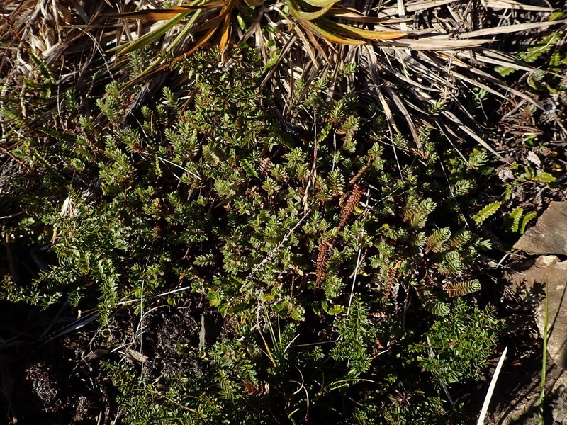 Pimelea hirta photo 2