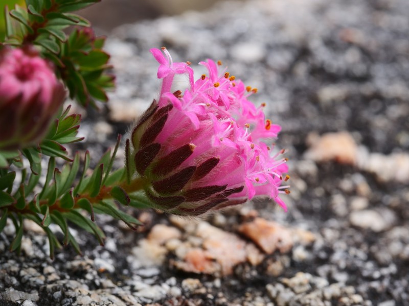 Pimelea imbricata var. imbricata