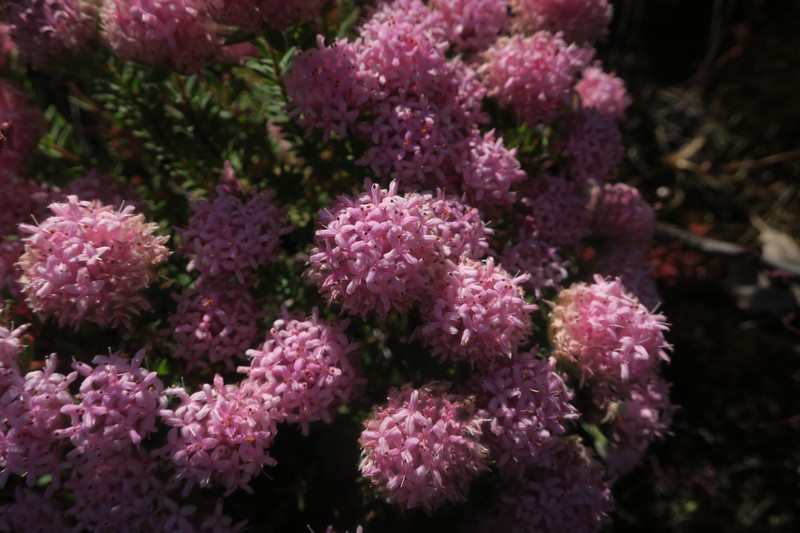 Pimelea imbricata var. imbricata photo 2