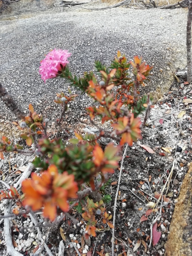 Pimelea imbricata var. imbricata photo 3