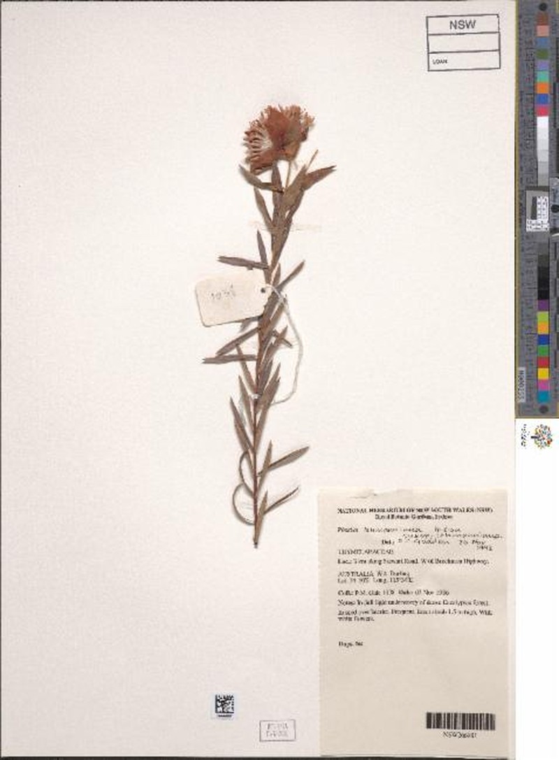 Pimelea lehmanniana subsp. lehmanniana