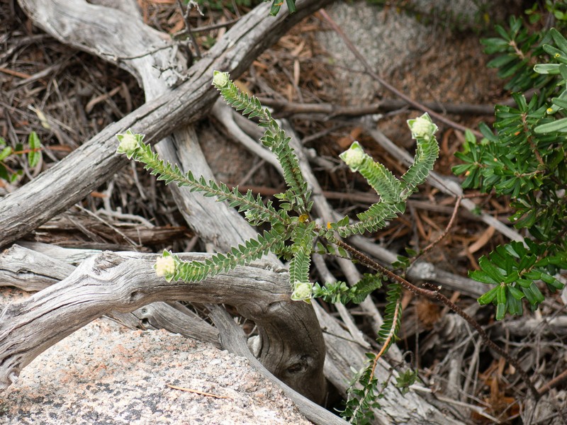 Pimelea leiophylla photo 3