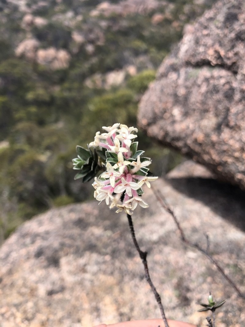 Pimelea leiophylla photo 4