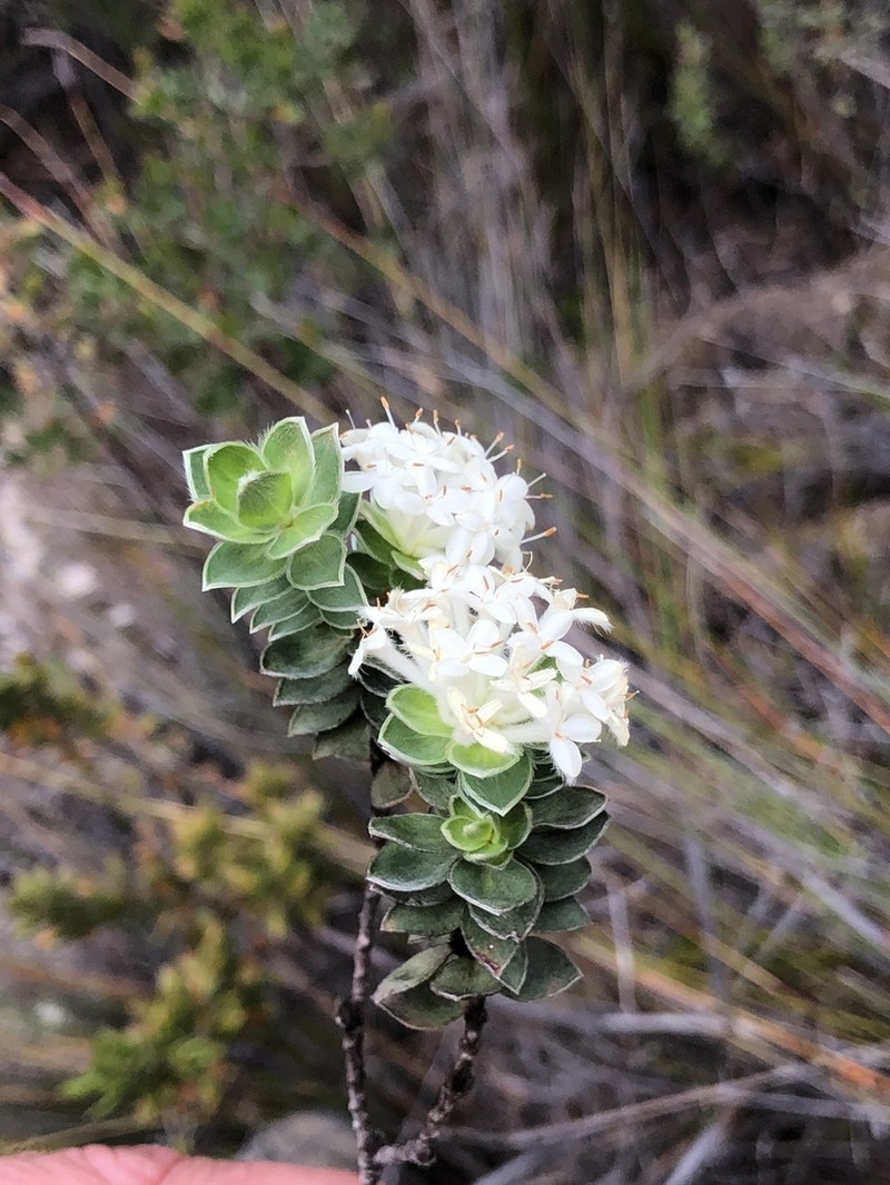 Pimelea leiophylla photo 5