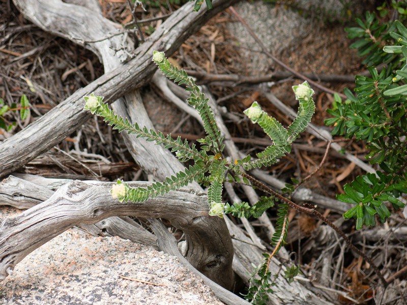 Pimelea leiophylla