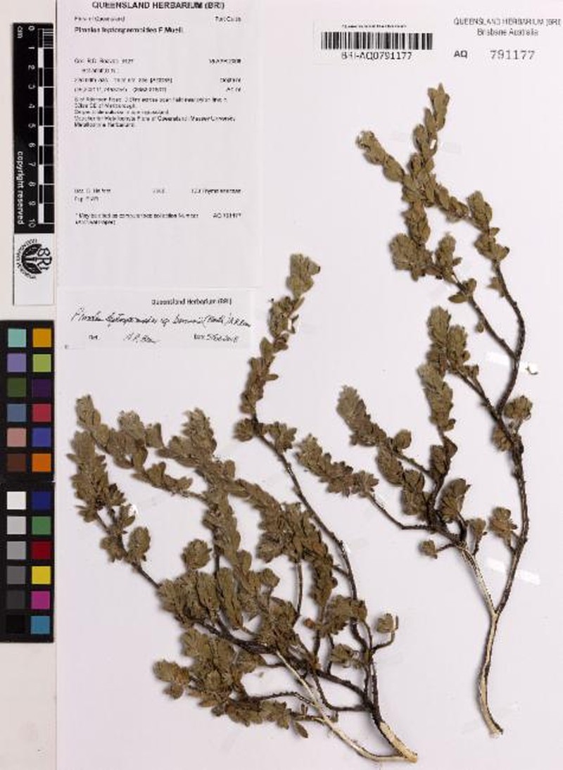 Pimelea leptospermoides subsp. bowmanni