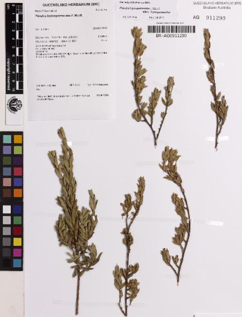 Pimelea leptospermoides subsp. leptospermoides