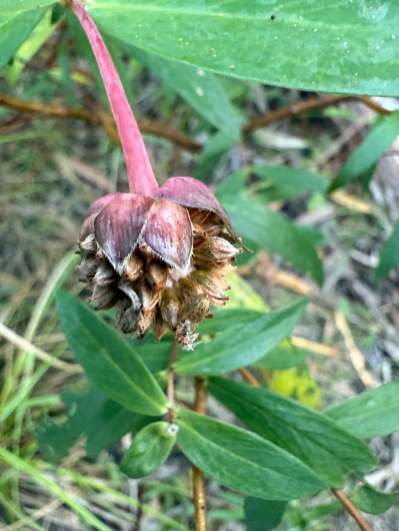 Pimelea ligustrina subsp. ligustrina