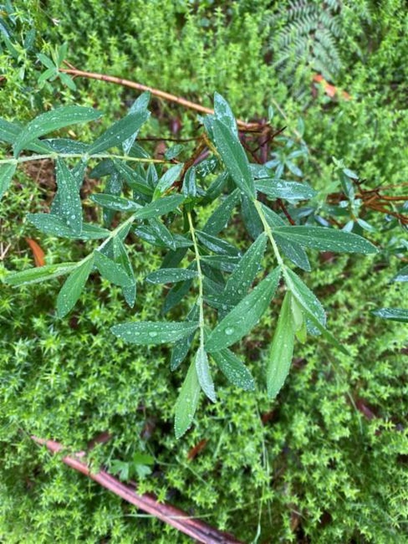 Pimelea ligustrina subsp. ligustrina photo 3