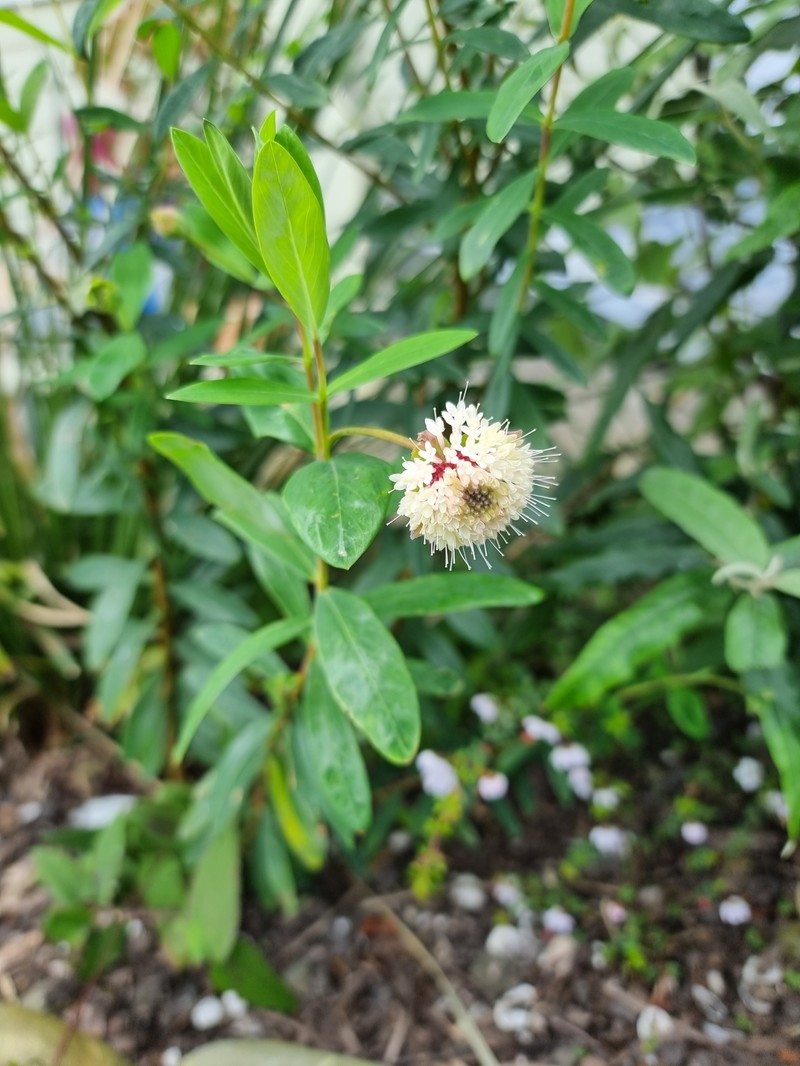 Pimelea ligustrina subsp. ligustrina photo 4