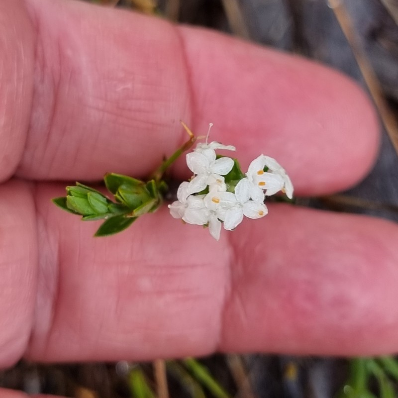 Pimelea linifolia subsp. linifolia