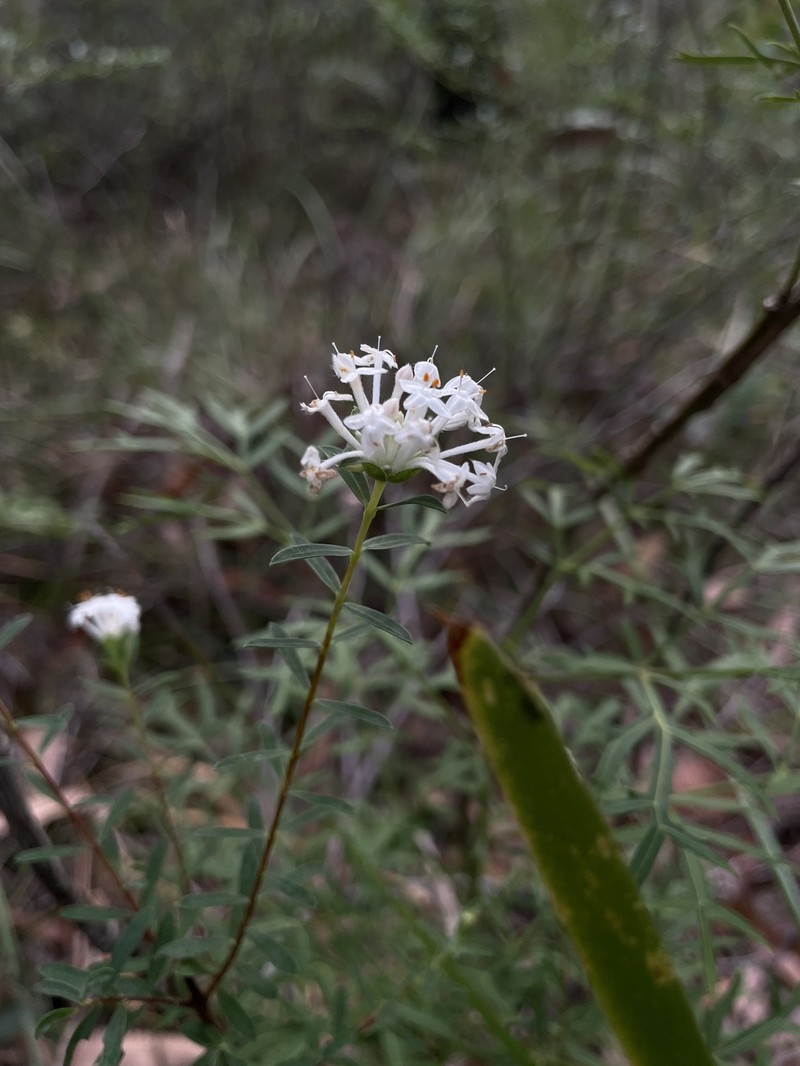 Pimelea linifolia subsp. linifolia photo 2