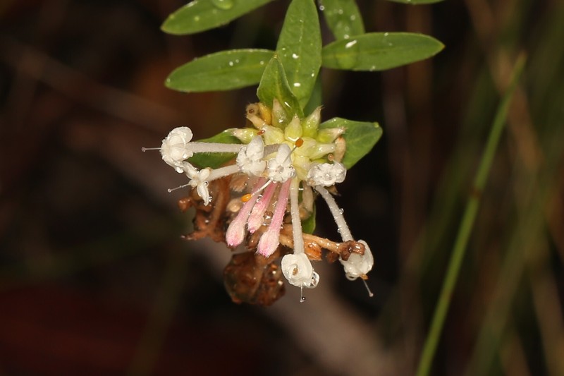 Pimelea linifolia subsp. linifolia photo 3