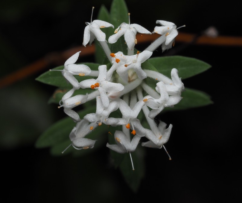 Pimelea linifolia subsp. linifolia photo 4