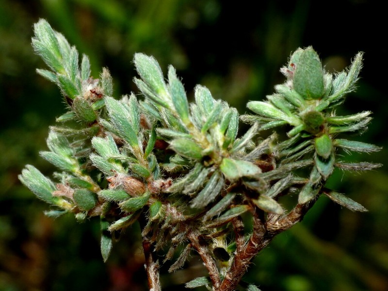 Pimelea mesoa