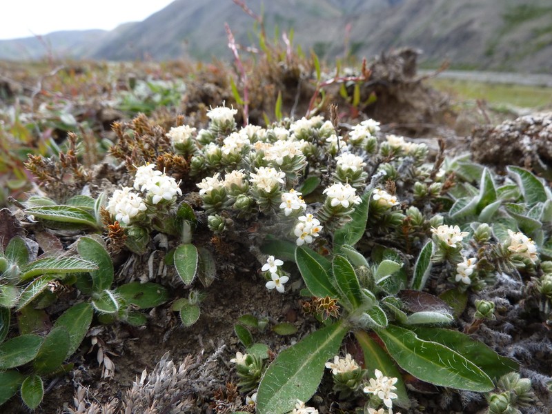 Pimelea mesoa photo 2
